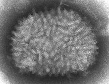 viriony viru kravských neštovic na fotografii z transmisního elektronového mikroskopu (zdroj: wikipedia.org)
