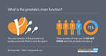 What is the prostate’s main function?