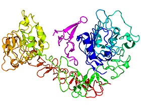 3D model receptoru pro epidermální růstový faktor (EGFR) v komplexu s ligandem (zdroj: wikipedia.org)
