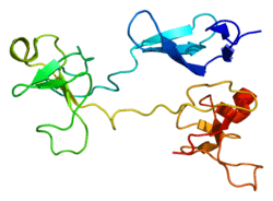 3D structure of fibronectin (source: wikipedia.org)