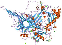 3D struktura lysyloxidázy (zdroj: Wikimedia Commons)