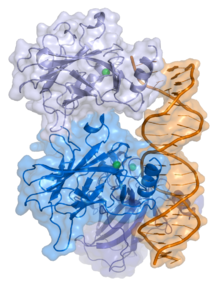 protein p53 navázaný na DNA (zdroj: wikipedia.org)