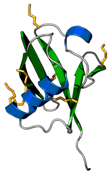 struktura ubikvitinu (zdroj: wikipedia.org)